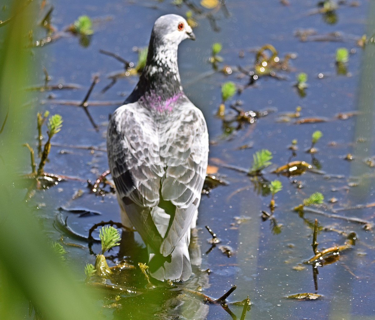 Rock Pigeon (Feral Pigeon) - ML620791534