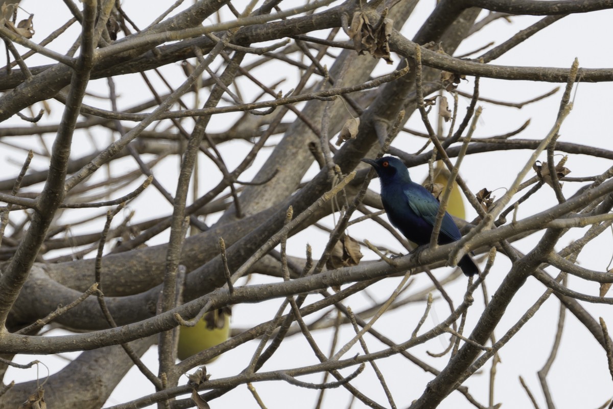 Bronze-tailed Starling - ML620791535