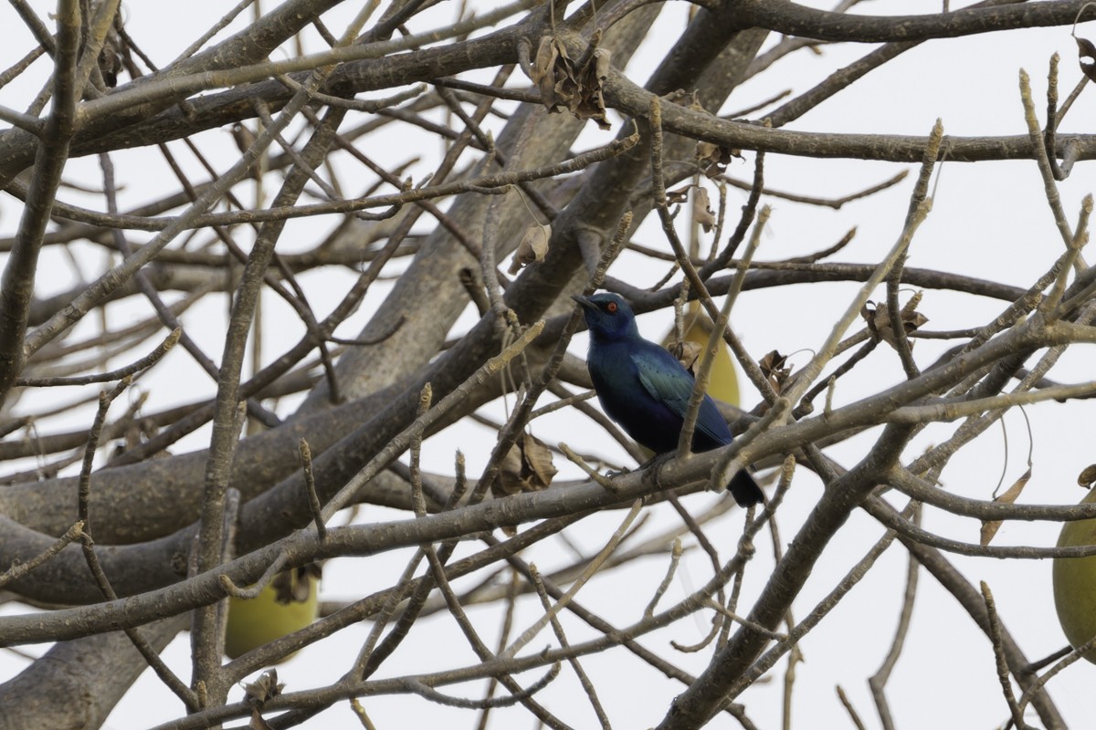 Bronze-tailed Starling - ML620791536