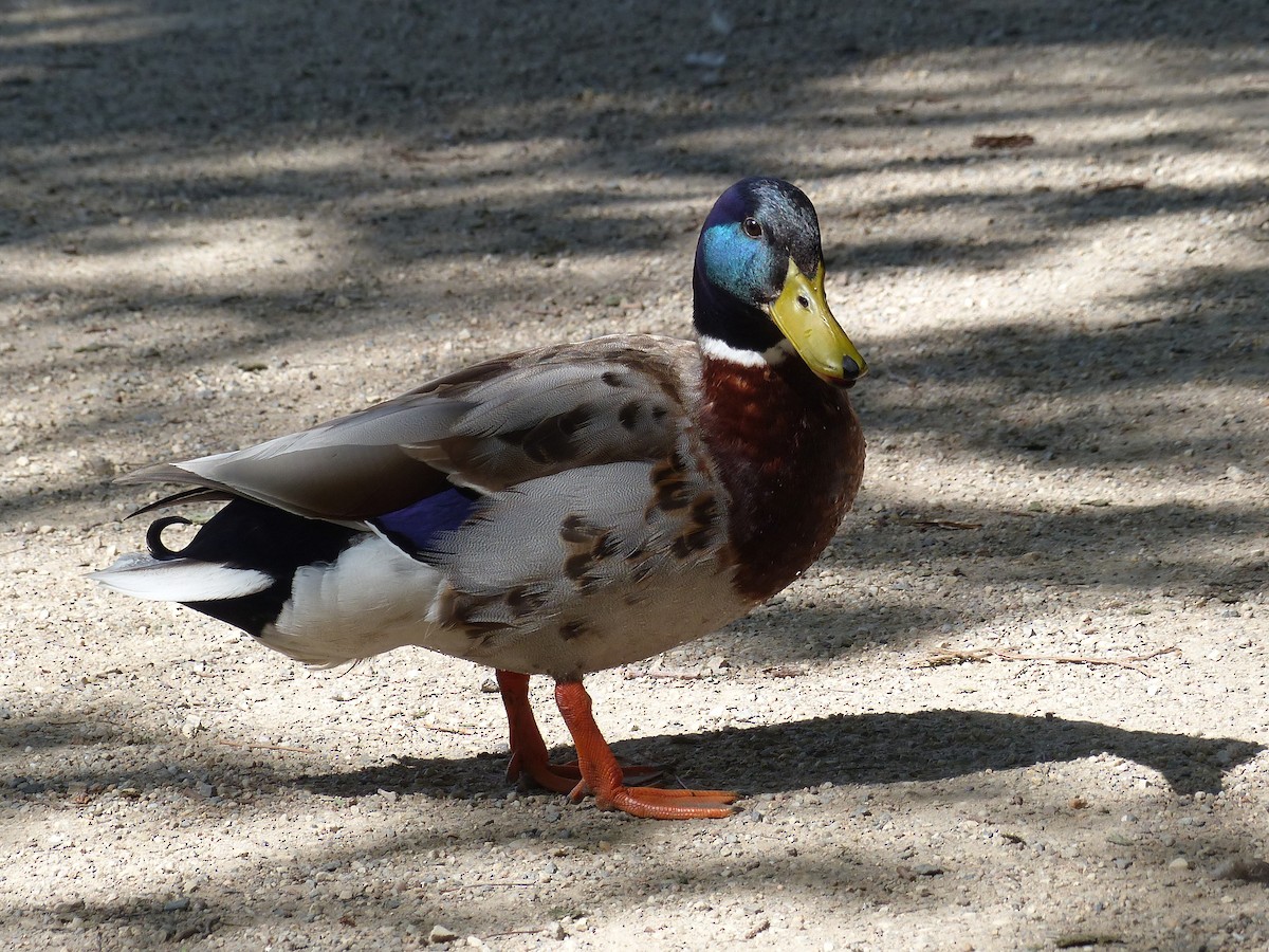 Canard colvert - ML620791537