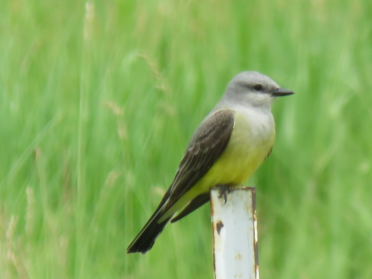 Western Kingbird - ML620791538