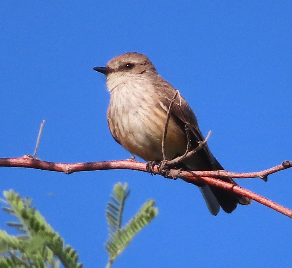 Vermilion Flycatcher - ML620791541