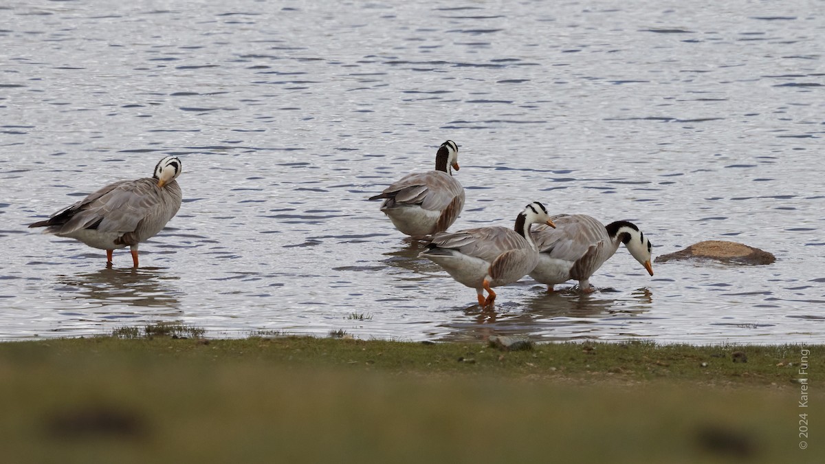 Bar-headed Goose - ML620791542