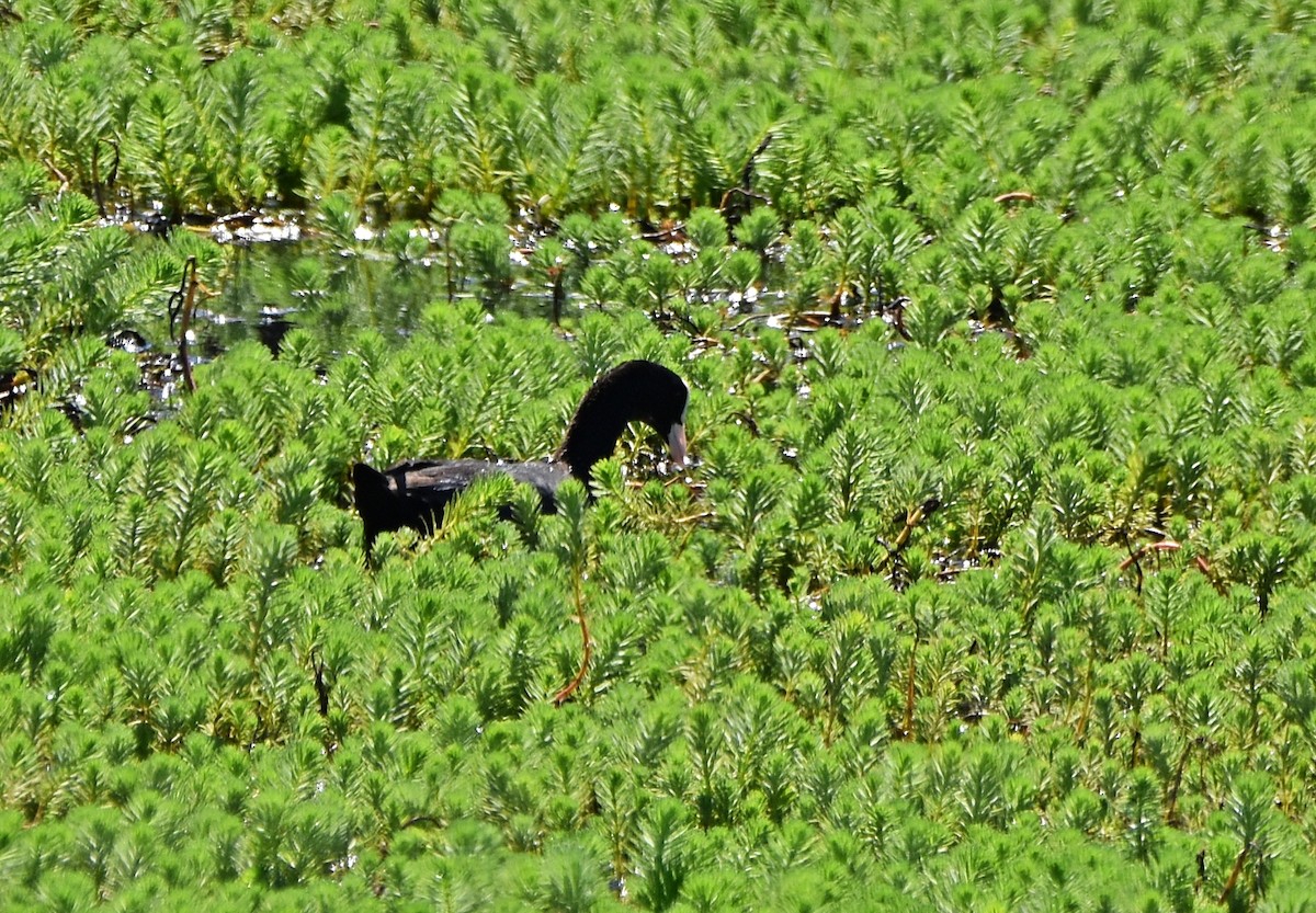 Eurasian Coot - ML620791551