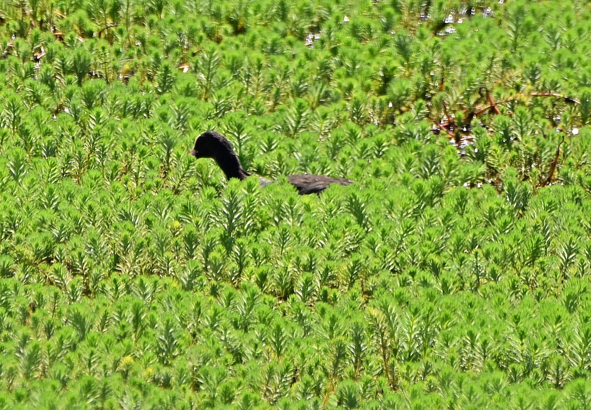 Eurasian Coot - ML620791552