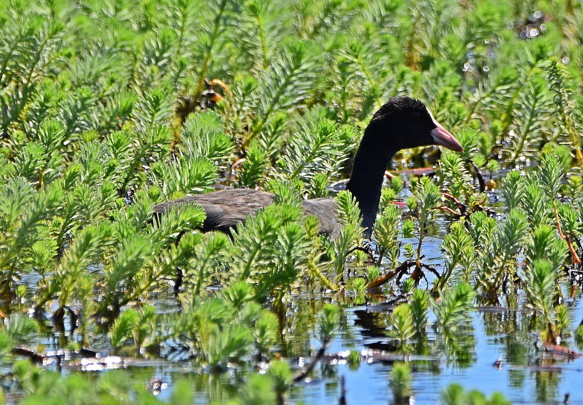 Focha Común - ML620791554