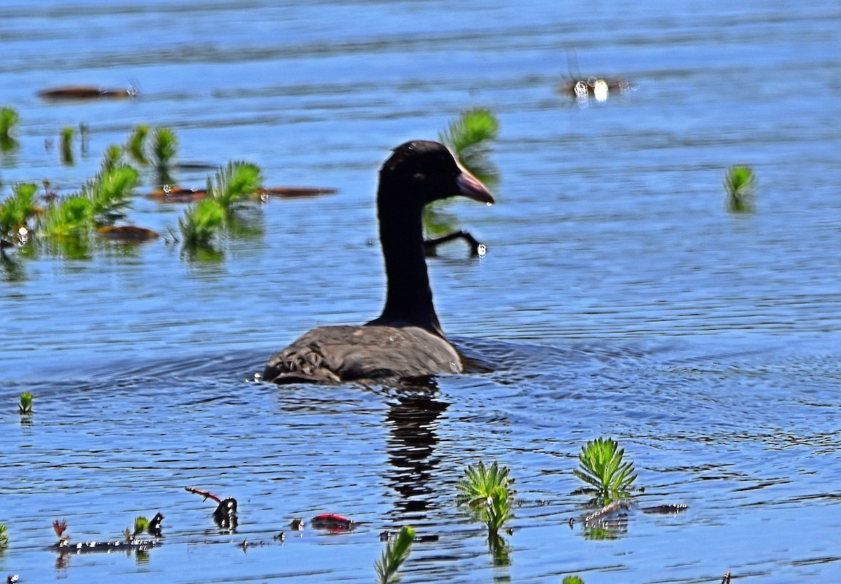 Eurasian Coot - ML620791555