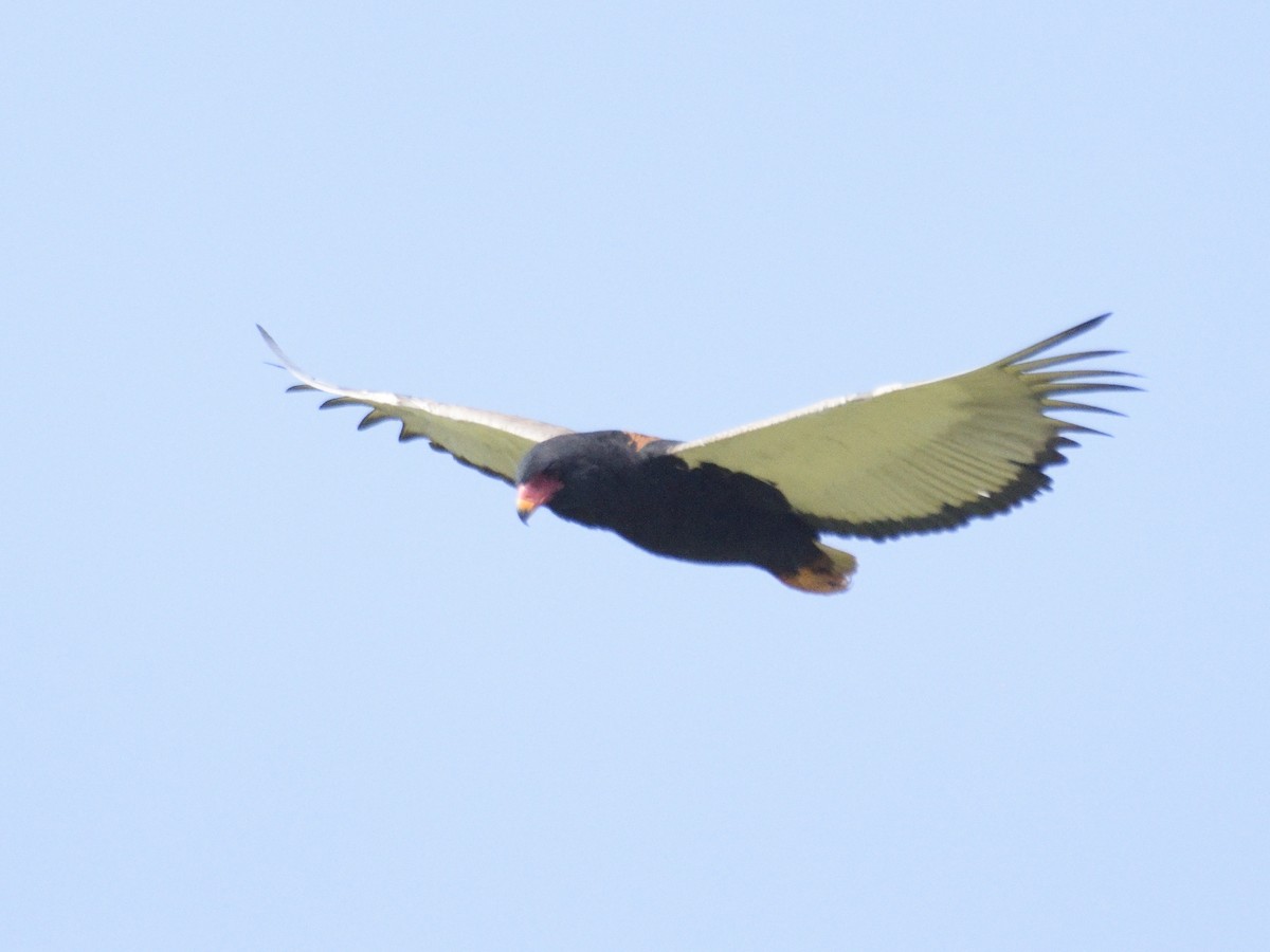 Bateleur - MAYANK NAMDEO