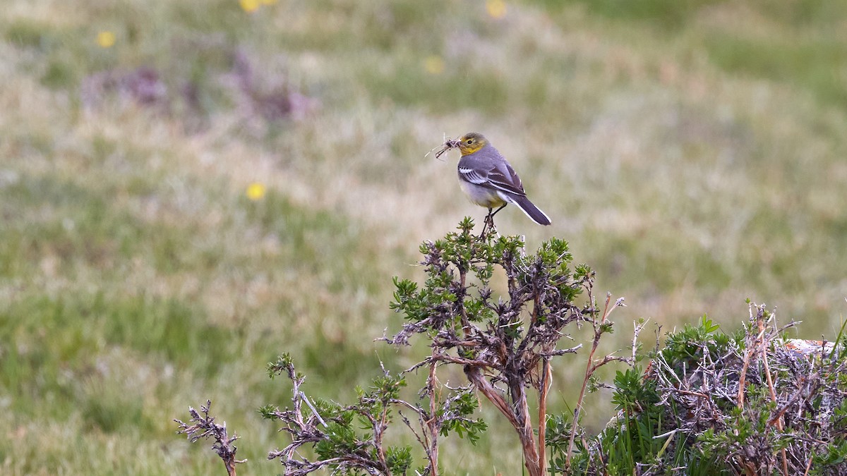 Citrine Wagtail (Gray-backed) - ML620791572