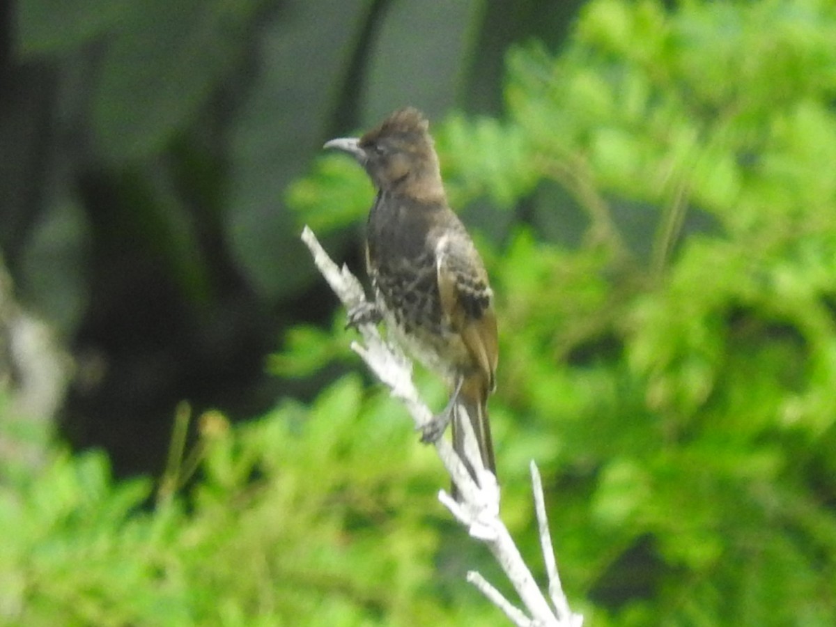 Red-vented Bulbul - ML620791573