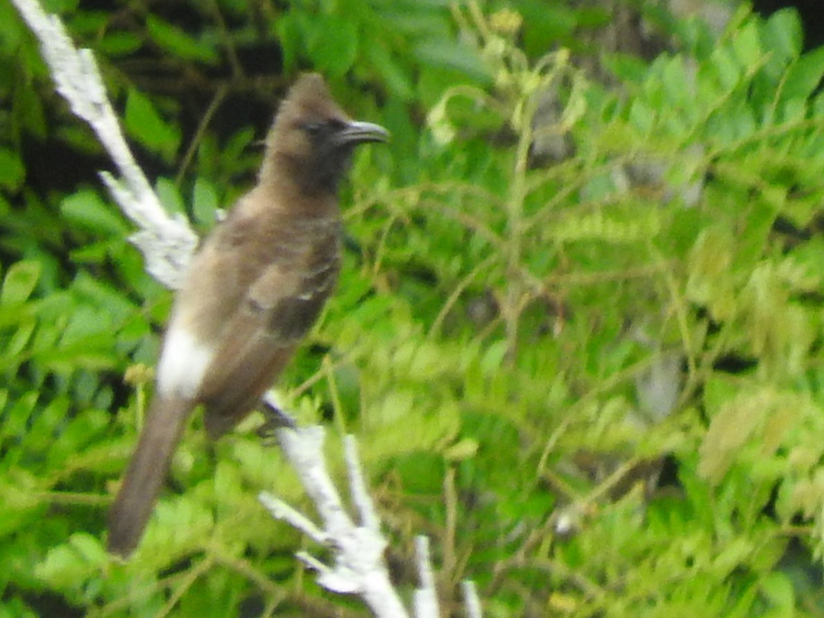 Red-vented Bulbul - ML620791574