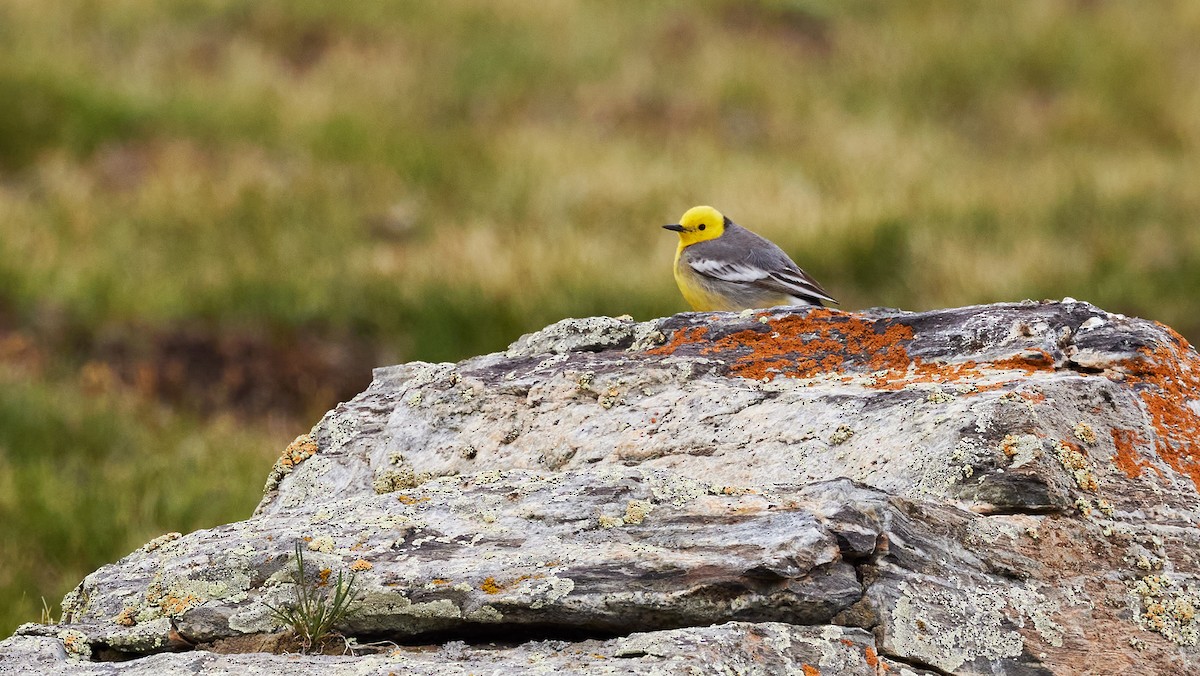 Citrine Wagtail (Gray-backed) - ML620791580