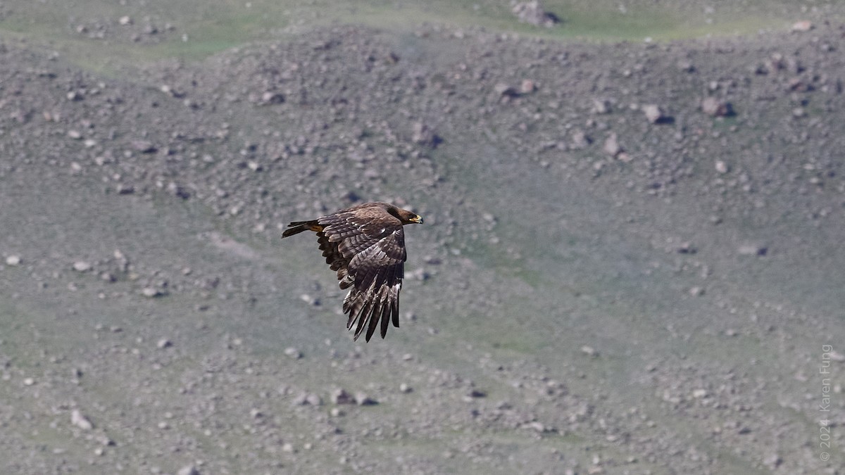 Steppe Eagle - Karen Fung