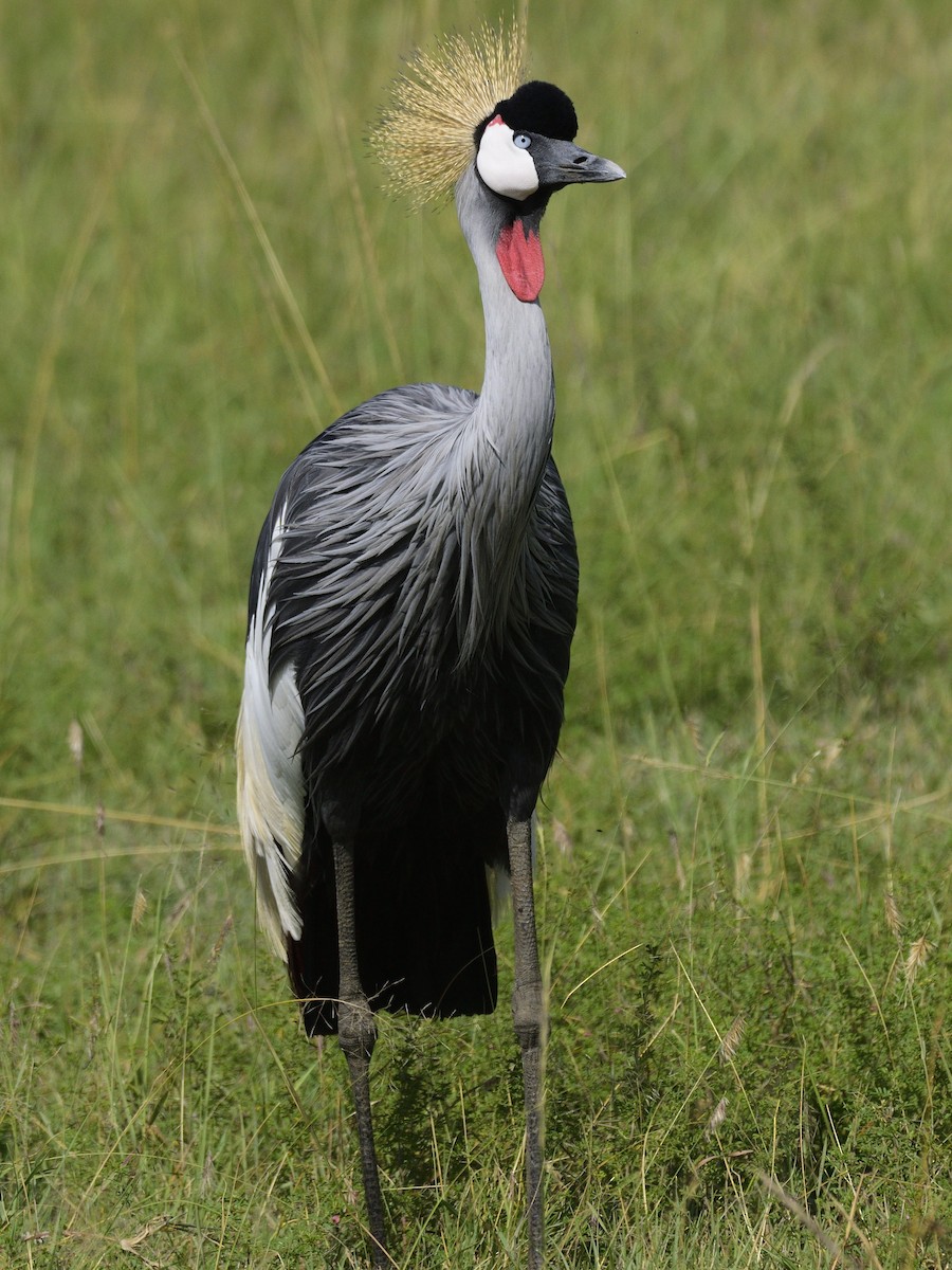 Gray Crowned-Crane - ML620791590