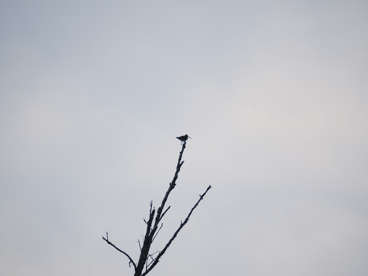 Eurasian Woodcock - ML620791591