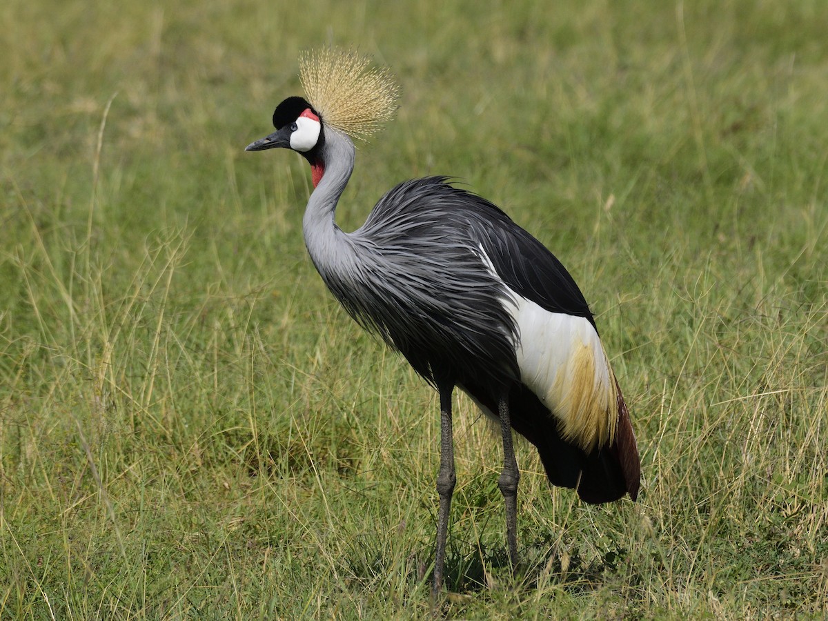 Gray Crowned-Crane - ML620791592