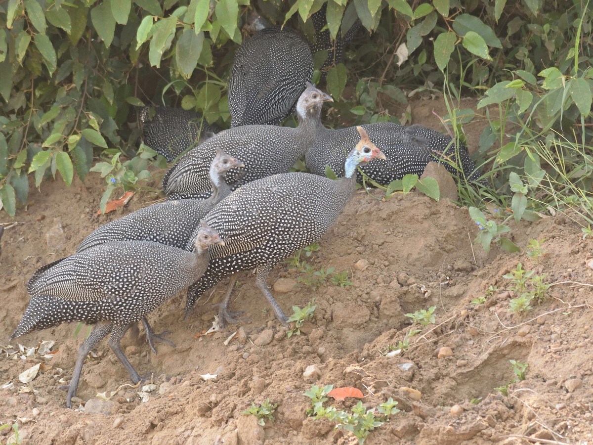 Helmeted Guineafowl - ML620791599