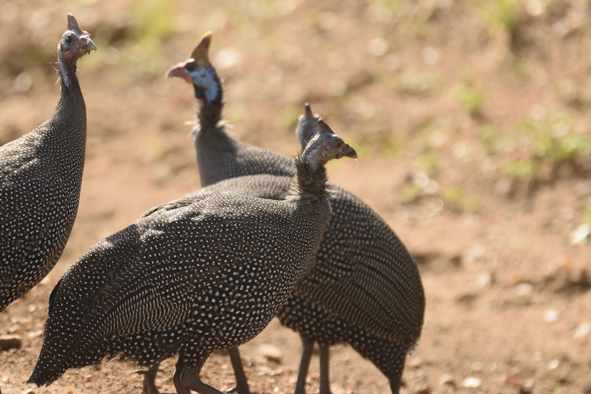 Helmeted Guineafowl - ML620791602