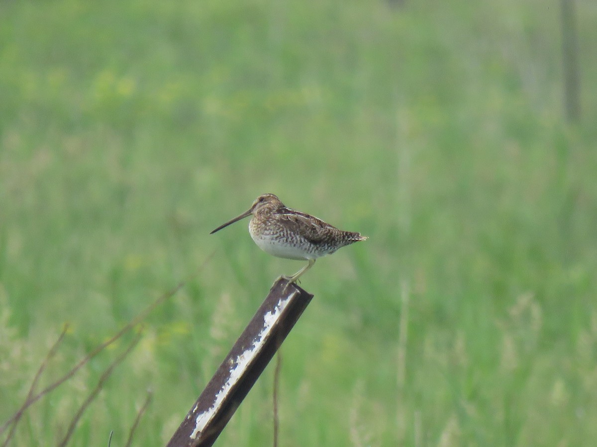 Wilson's Snipe - ML620791604