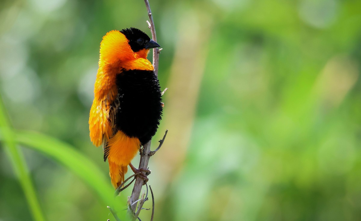 Northern Red Bishop - ML620791605