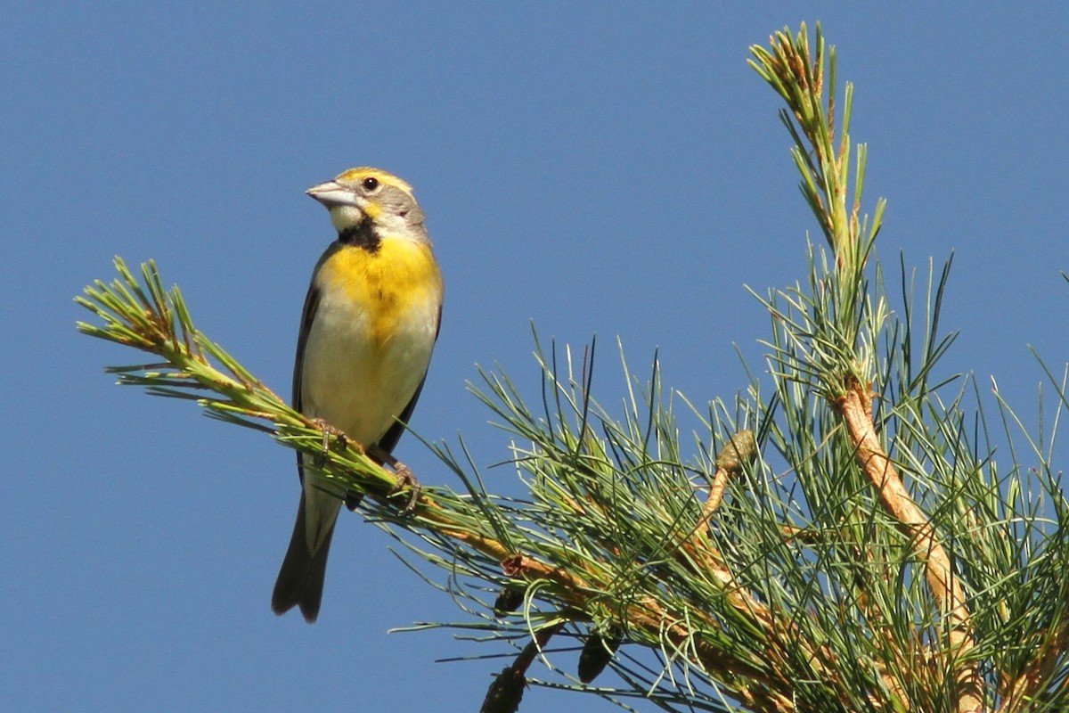 Dickcissel d'Amérique - ML620791608