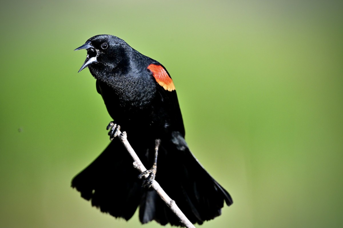 Red-winged Blackbird - ML620791612