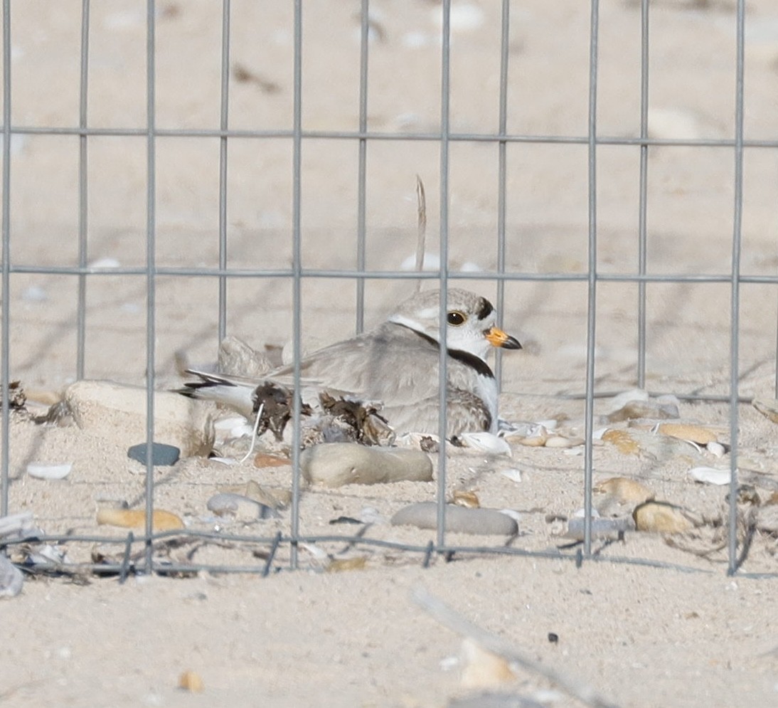 Piping Plover - ML620791626