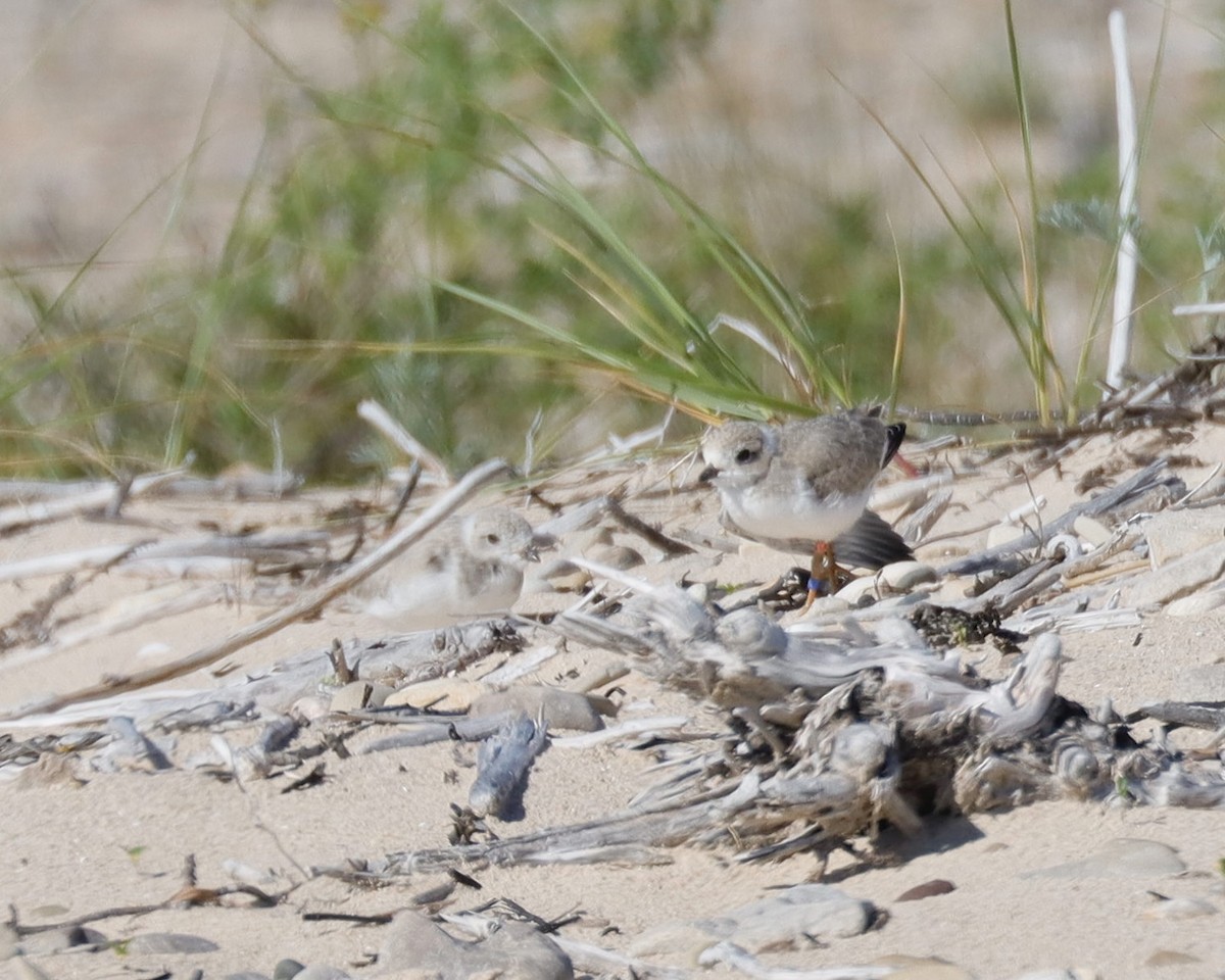 Piping Plover - ML620791628