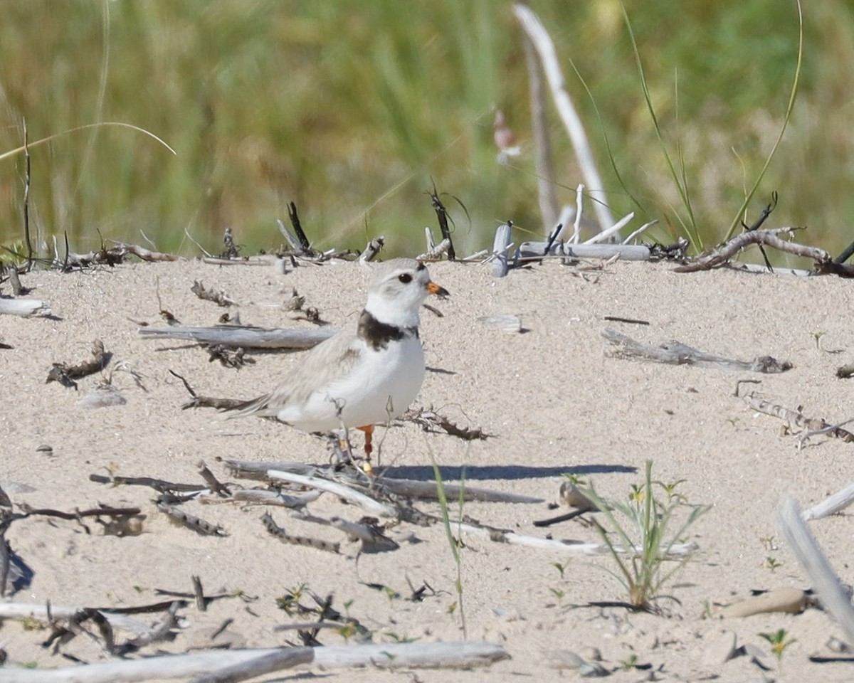 Piping Plover - ML620791629