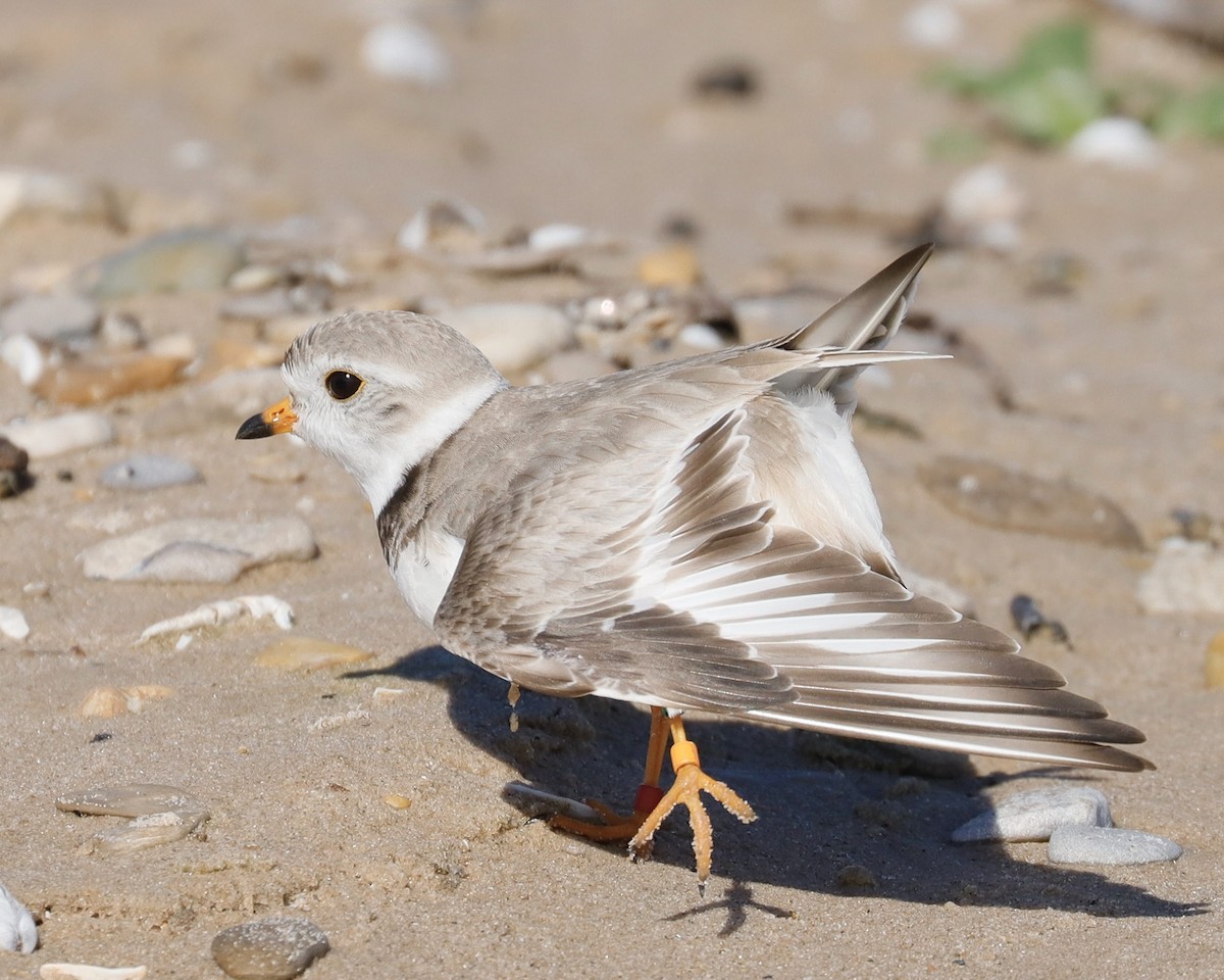 Piping Plover - ML620791630