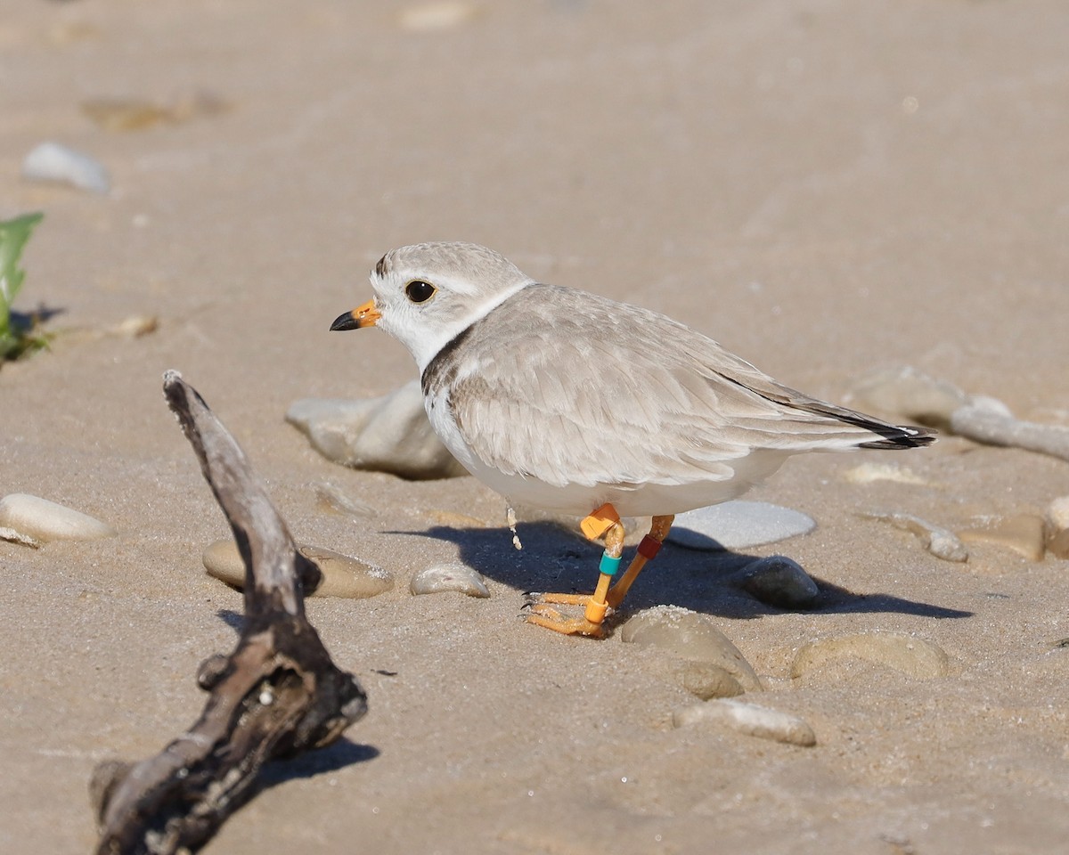 Piping Plover - ML620791631