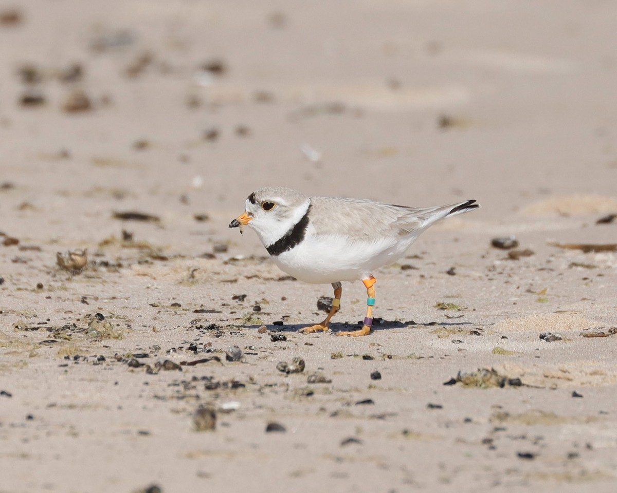 Piping Plover - ML620791633