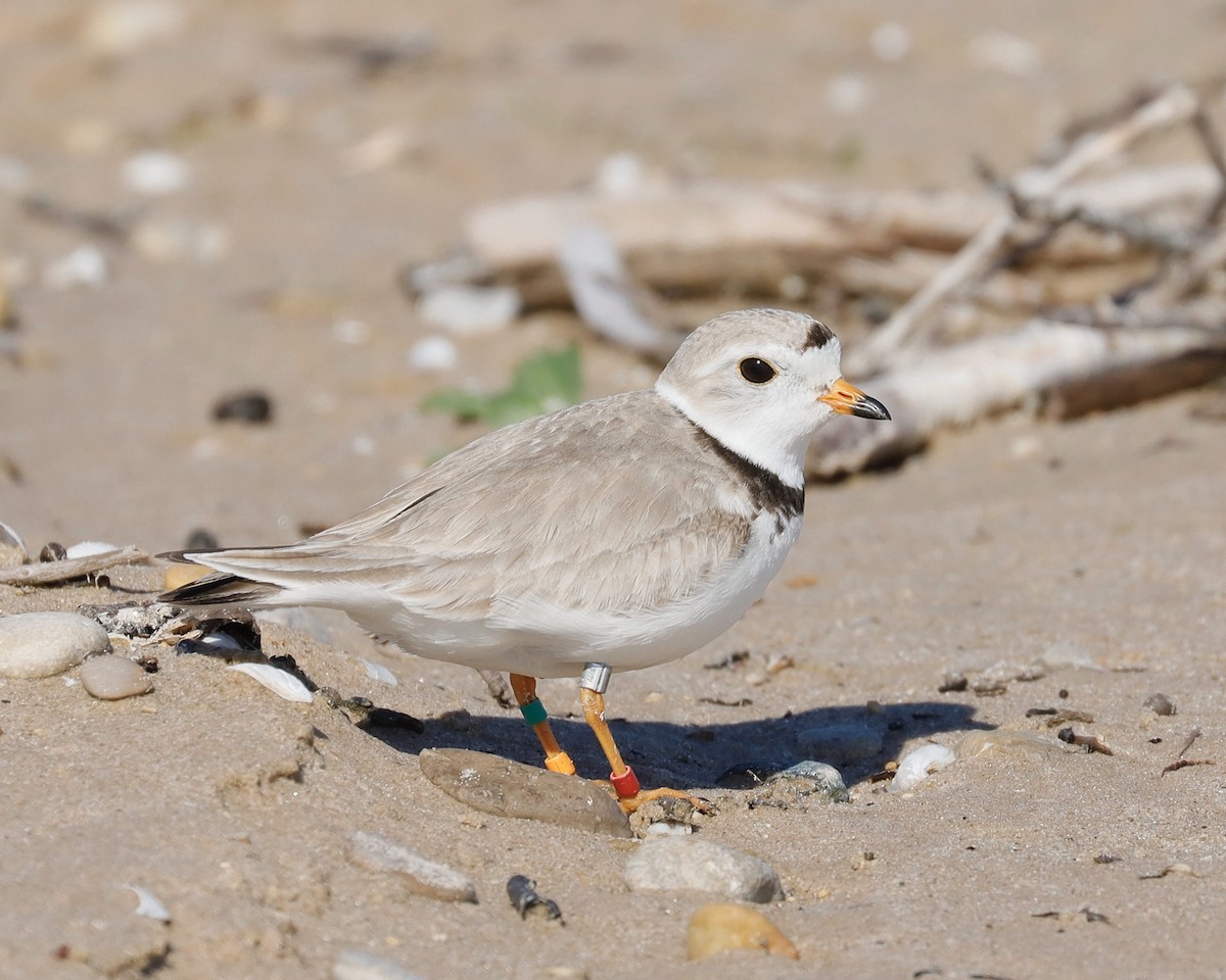 Piping Plover - ML620791634