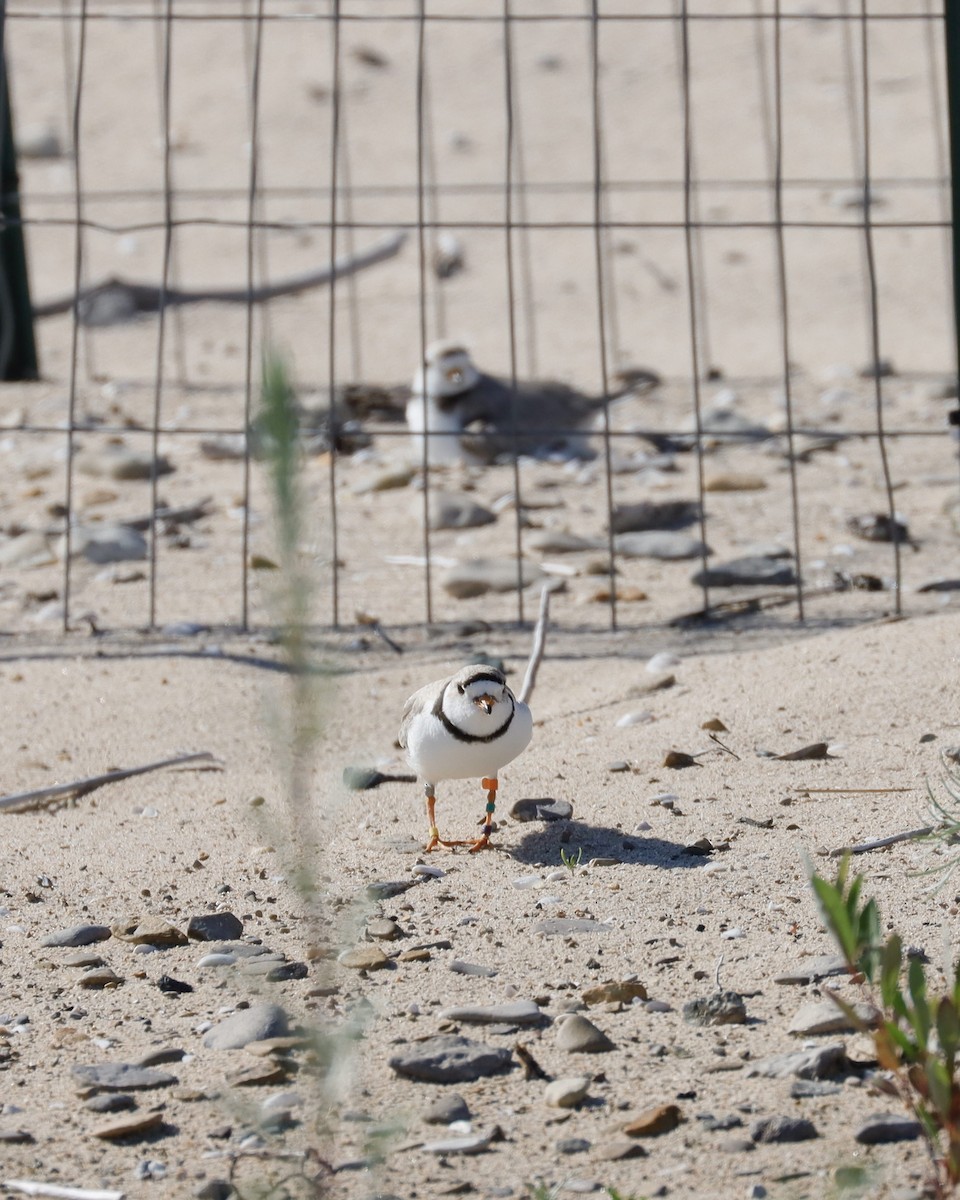Piping Plover - ML620791635