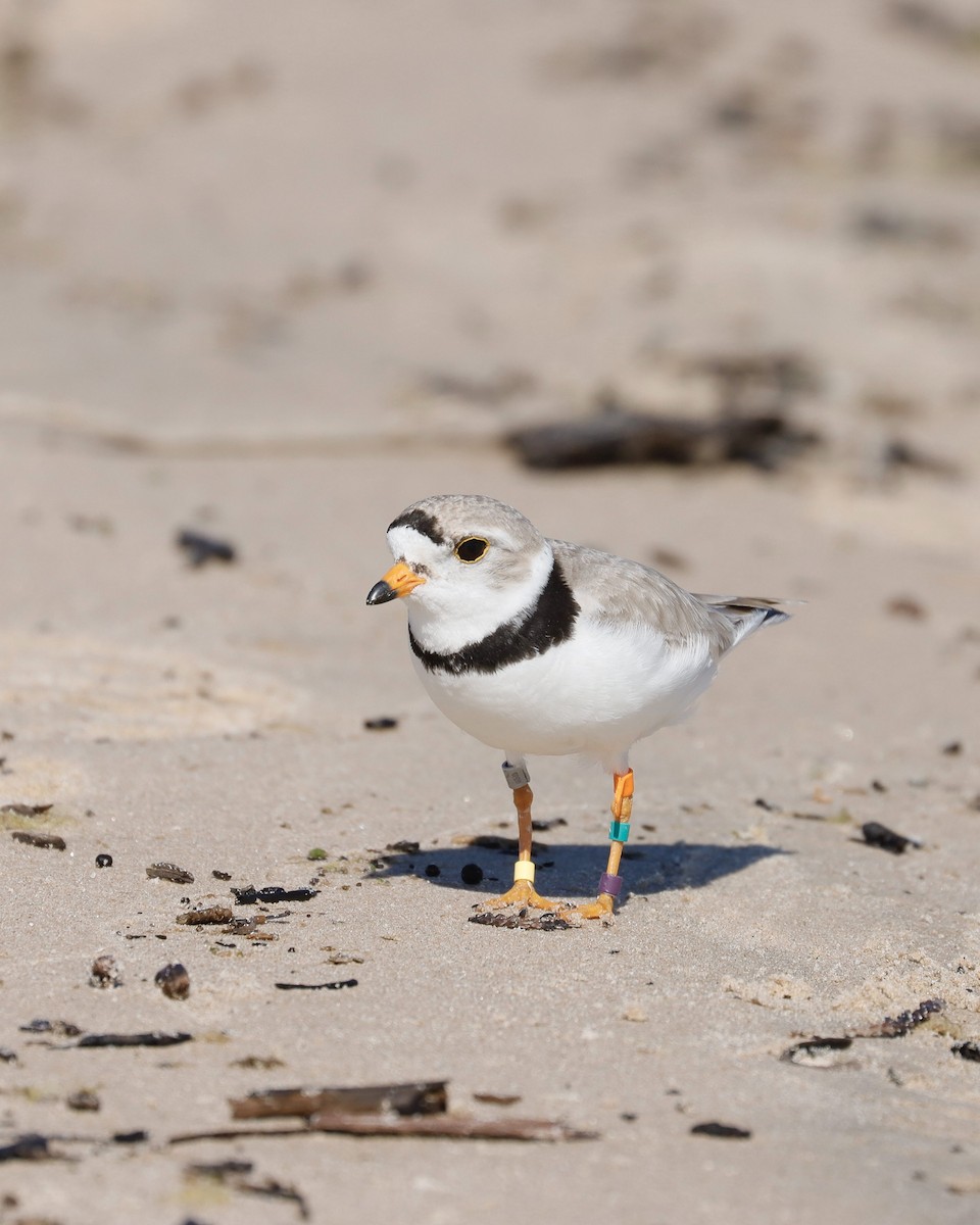 Piping Plover - ML620791636
