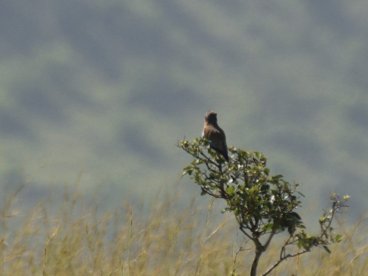 ライラックニシブッポウソウ（caudatus） - ML620791637