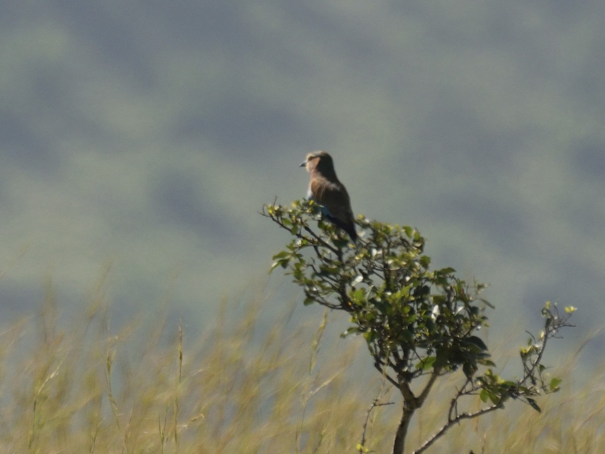 ライラックニシブッポウソウ（caudatus） - ML620791638