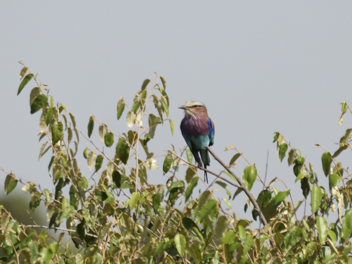 ライラックニシブッポウソウ（caudatus） - ML620791639