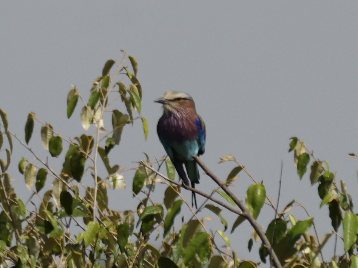 Lilac-breasted Roller (Lilac-breasted) - ML620791640