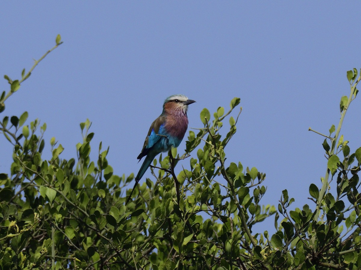 Lilac-breasted Roller (Lilac-breasted) - ML620791641