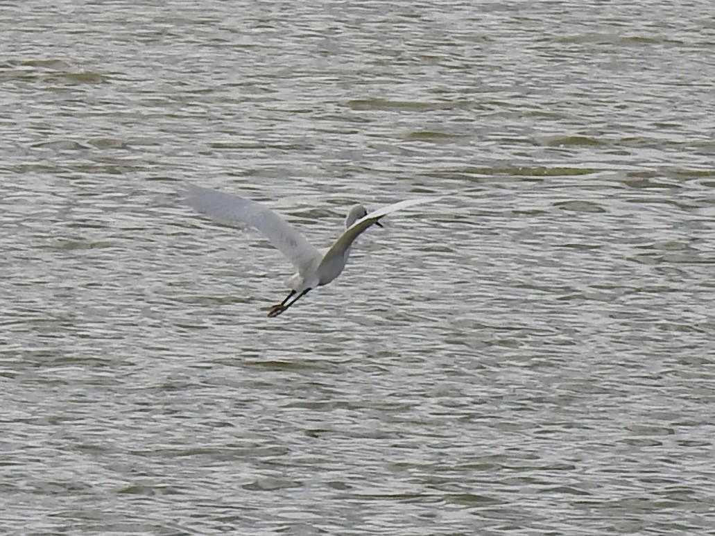 Snowy Egret - ML620791644