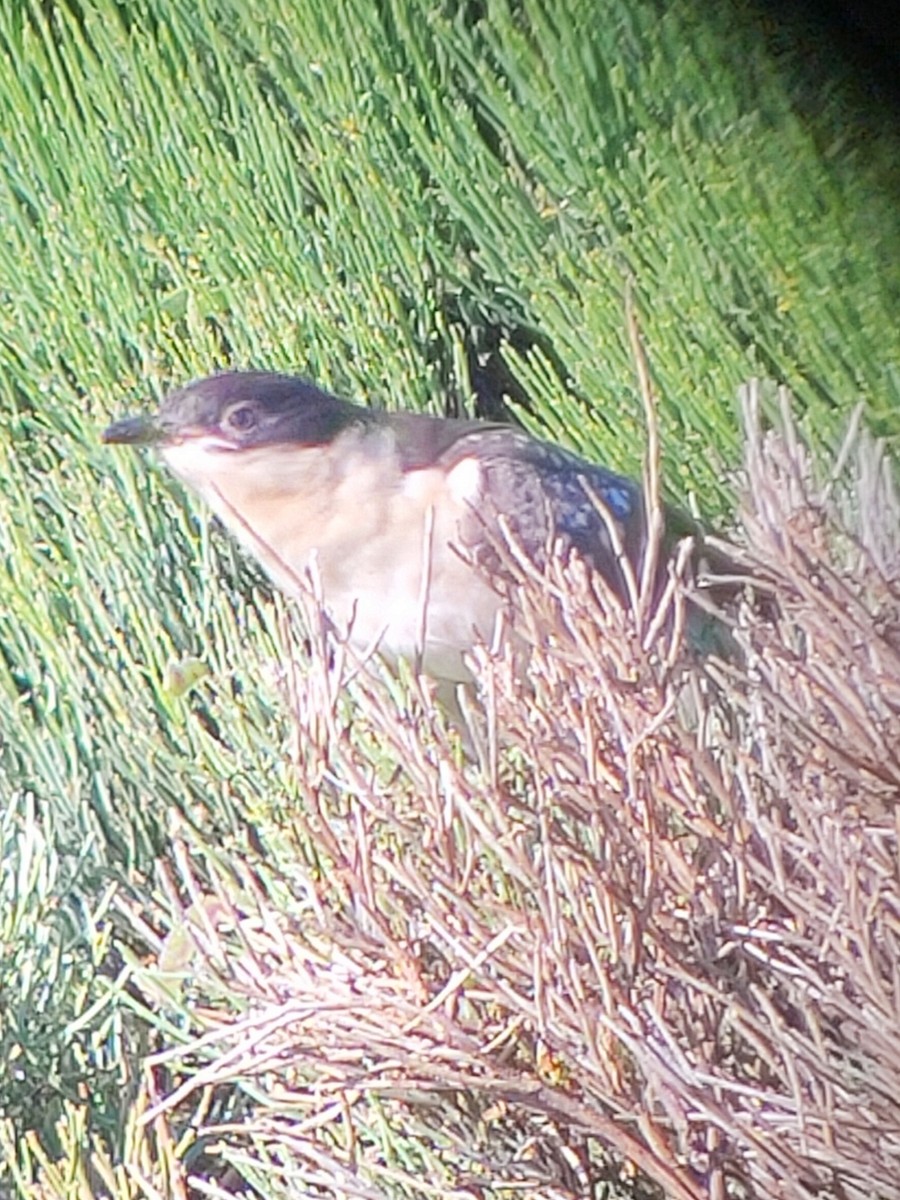 Great Spotted Cuckoo - ML620791649