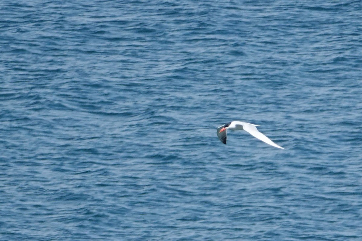 Caspian Tern - ML620791651