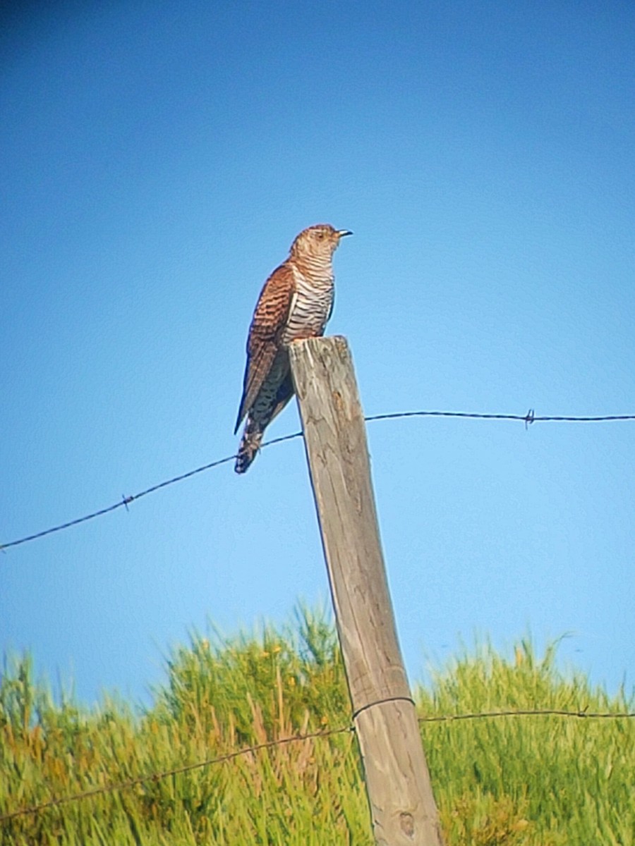 Common Cuckoo - ML620791653