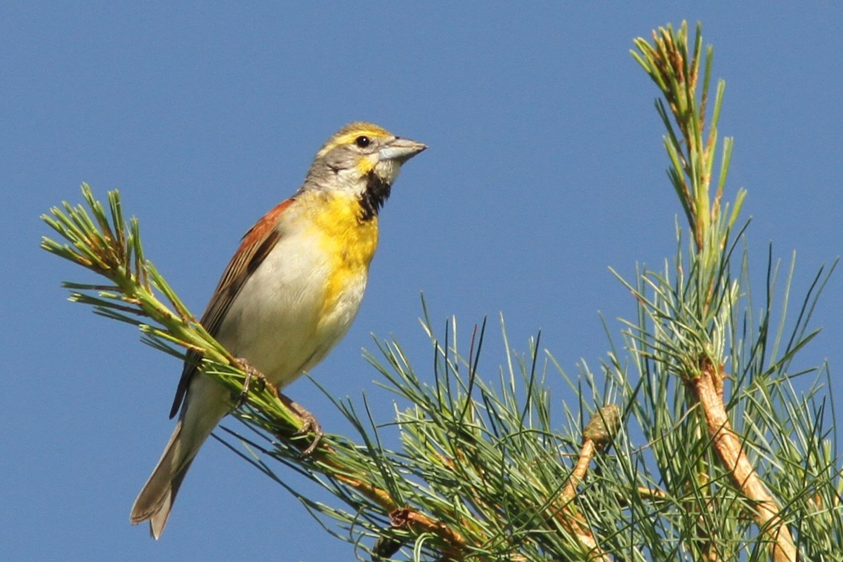 Dickcissel - ML620791656