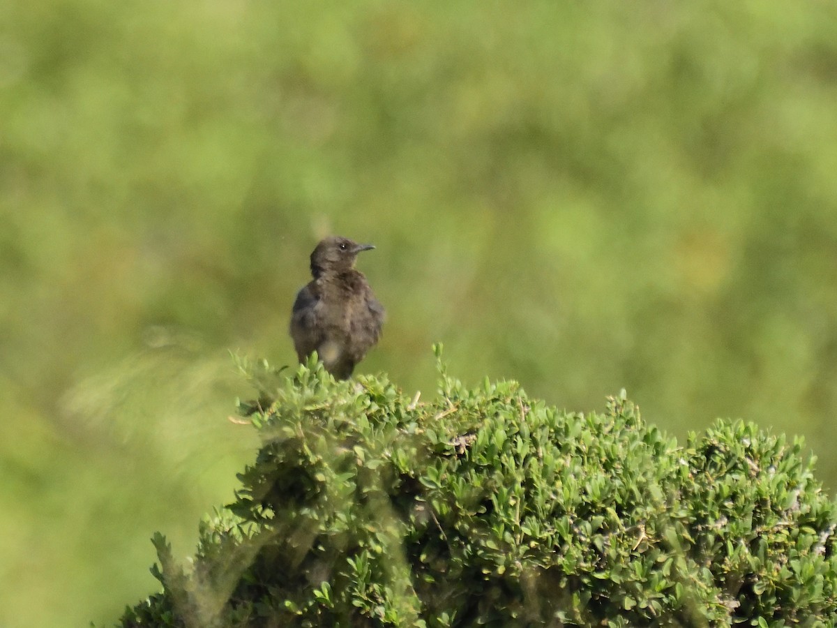 Northern Anteater-Chat - ML620791659