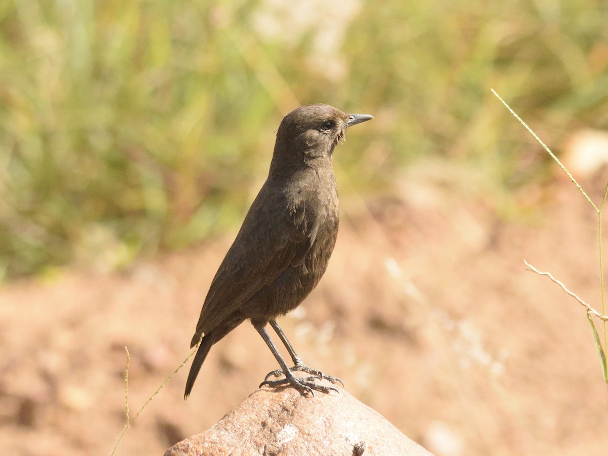 Northern Anteater-Chat - ML620791661
