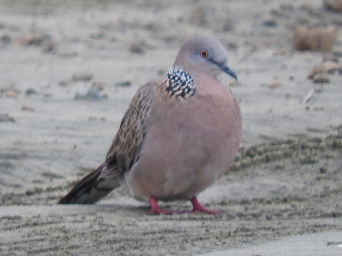 Spotted Dove - ML620791666