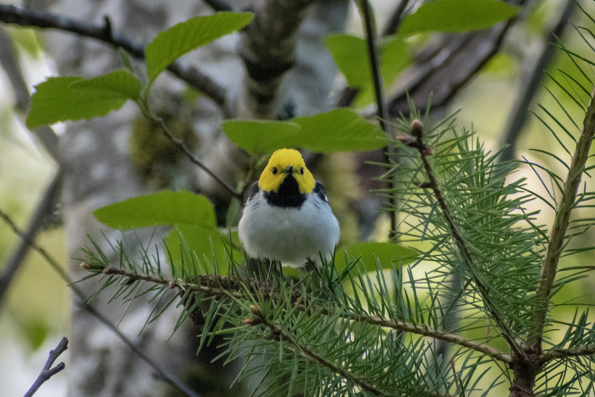 Hermit Warbler - ML620791674