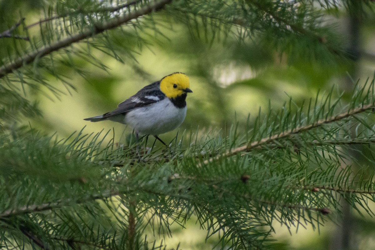 Hermit Warbler - ML620791675